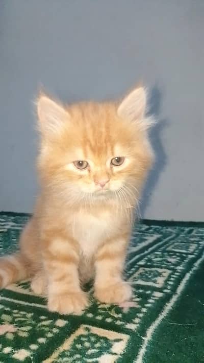 persian male kitten for sale