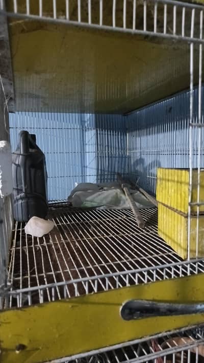 birds cage