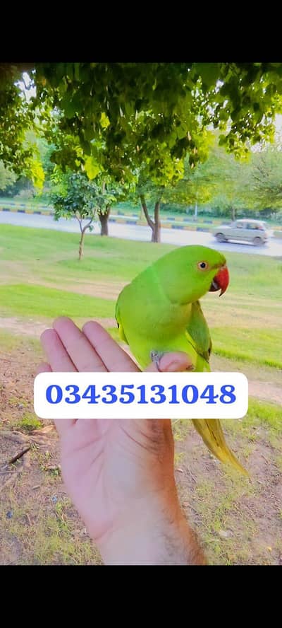 Green Parrot for sale handtame