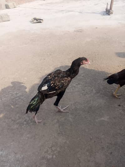 shajra black
