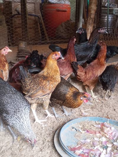 Golden Misri hens | Desi starter hens | Anda wali murgi | pathian