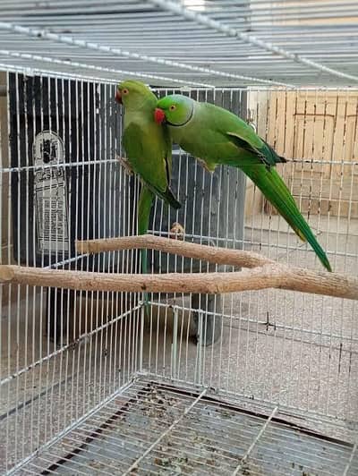 Parrot Pair For Sale