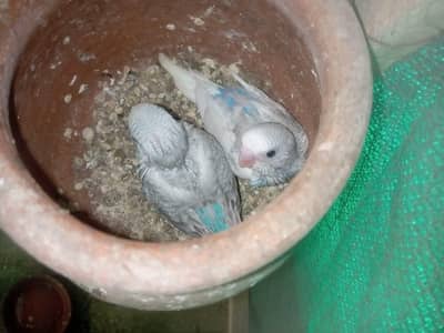 budgie's cage kujy matki