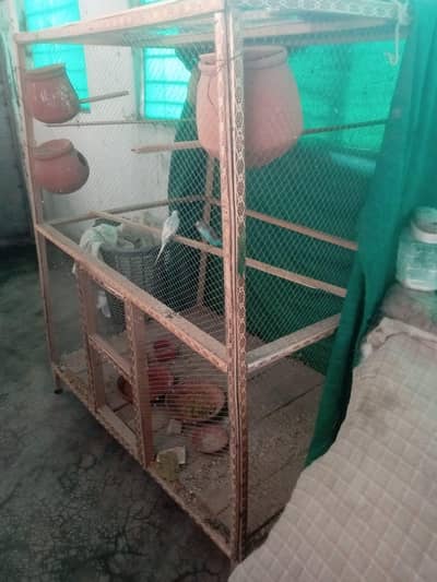 cage kujy matki