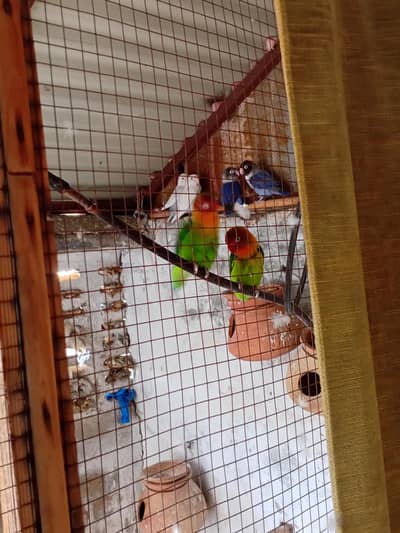 parrots for sale