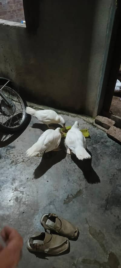muscovy duck for sale