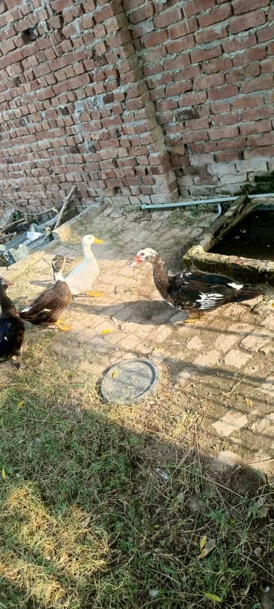 muscovy duck for sale