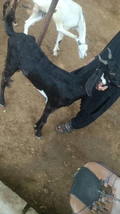 goats for sell