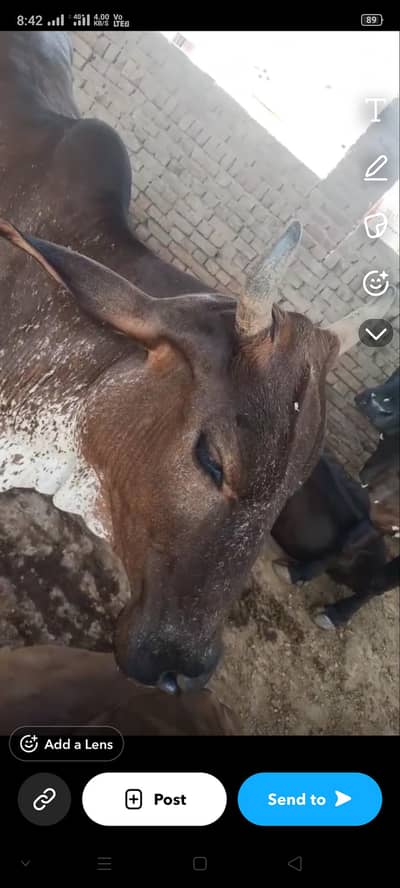 cholistani cow for sale