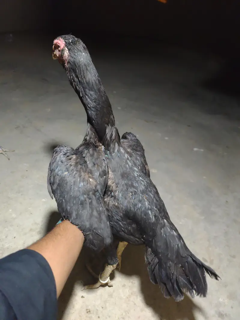 Black Shamo Female — photo 2