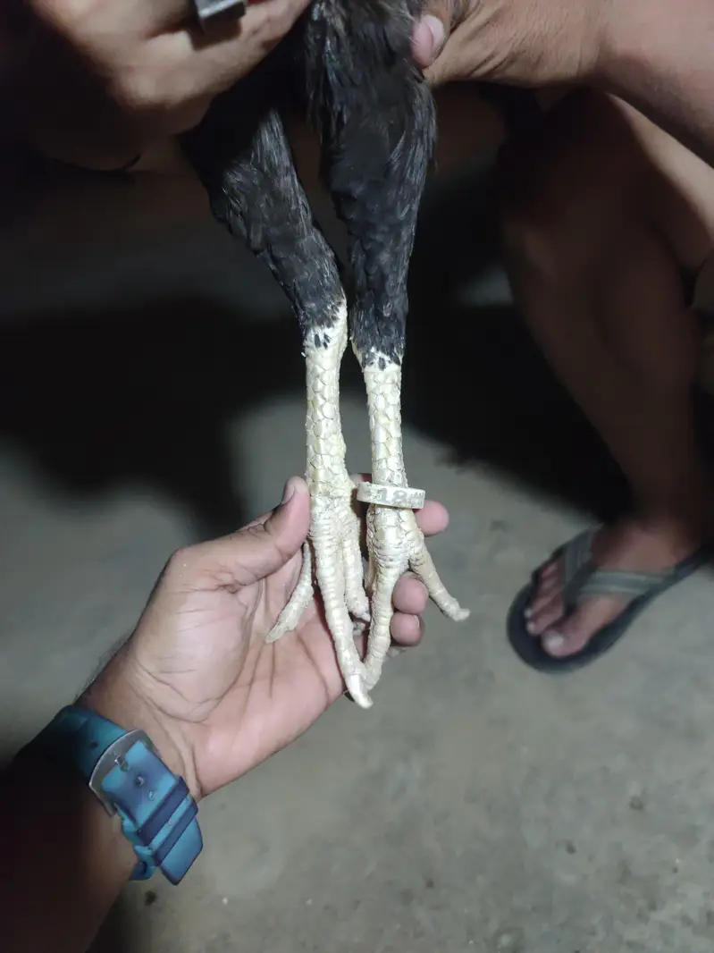 Black Shamo Female — photo 3