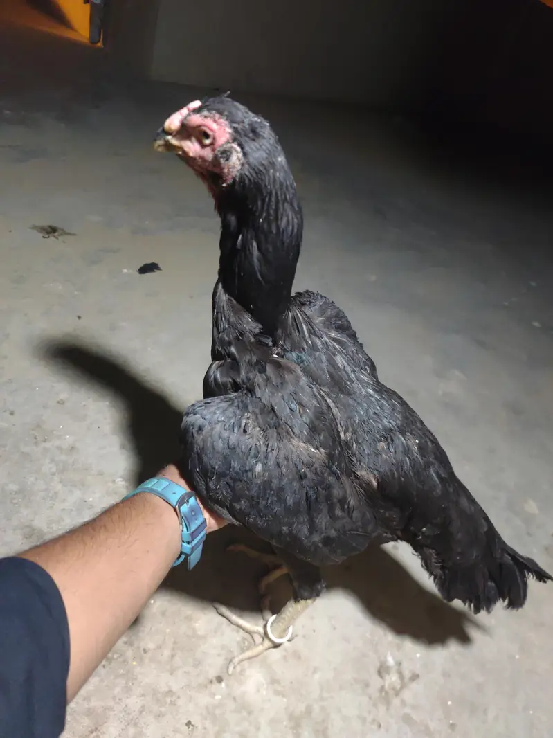 Black Shamo Female — photo 4