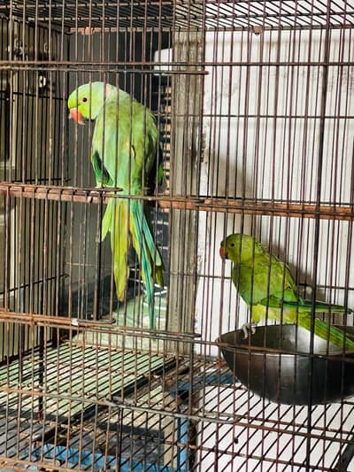 Indian ringneck parrot pair Islamabad