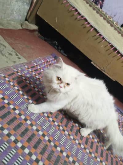 joni cats
