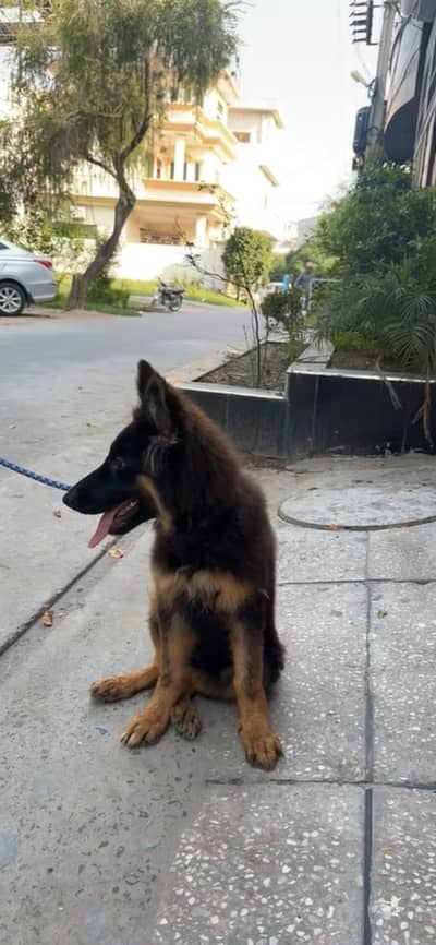 German shepherd female