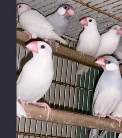 java birds