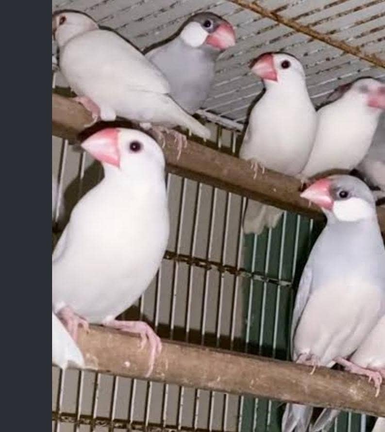 java birds 0