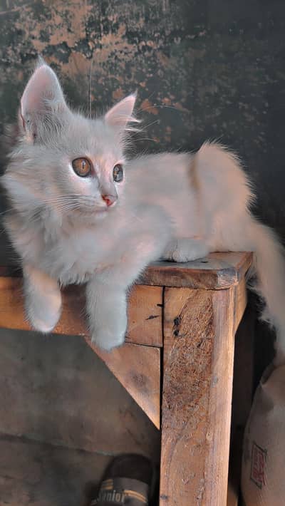 little cat