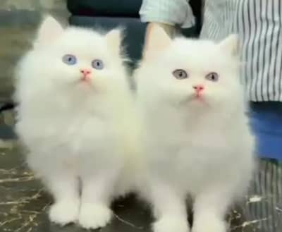 (Persian female kitten) (for sale all) (Pakistan delivery available)