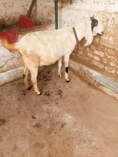 pregnant goat for sale