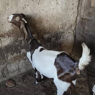 Pateri Bakri Kamori Cross Breed