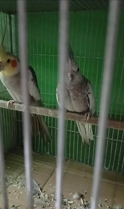 cocktail 100% breeder pair with box for sale