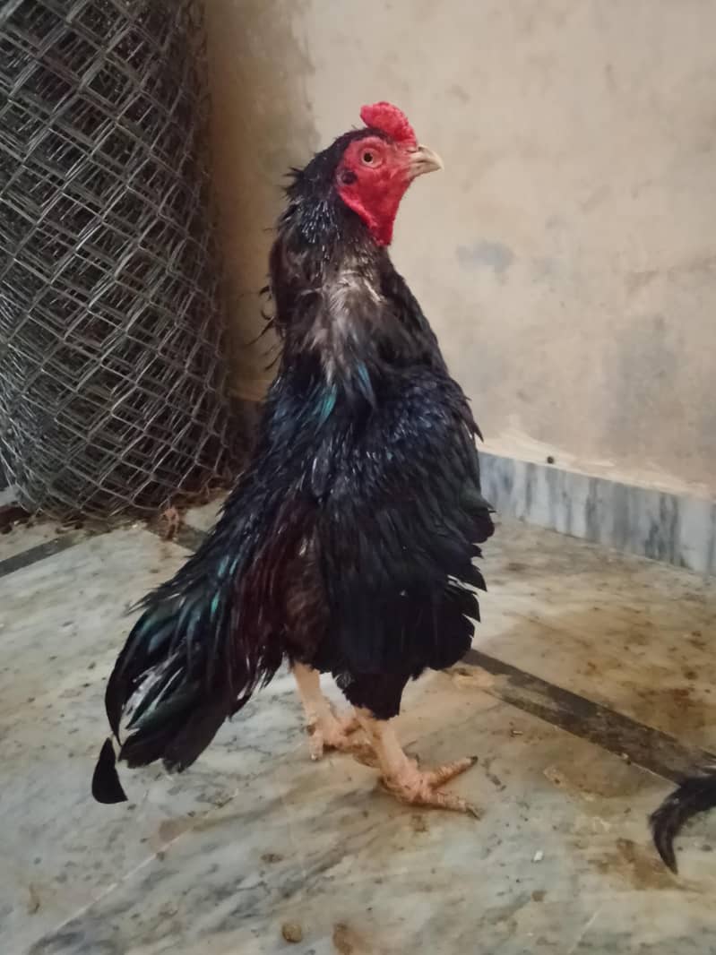 Lasani murga 0