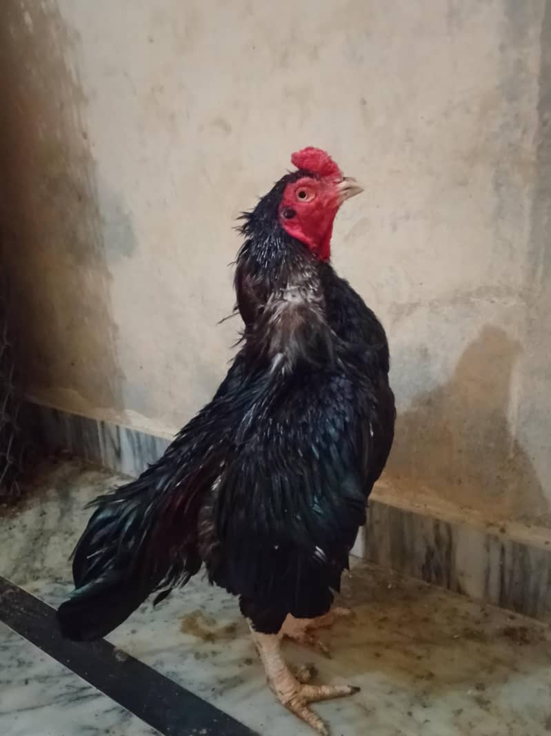 Lasani murga 2