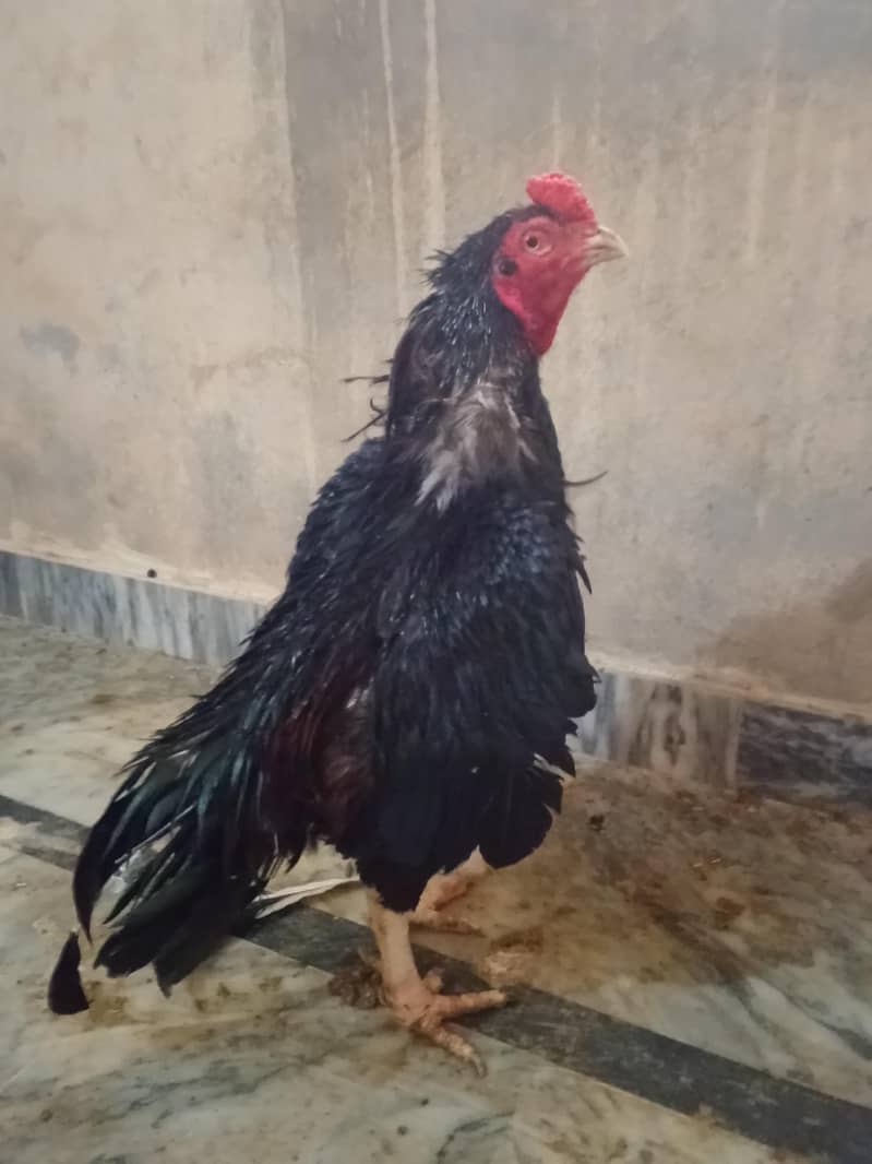 Lasani murga 3