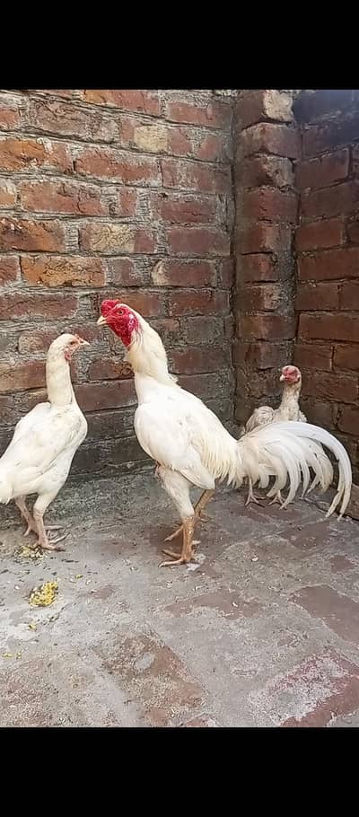 Heera trio set paper White aseels 1 male 2 females