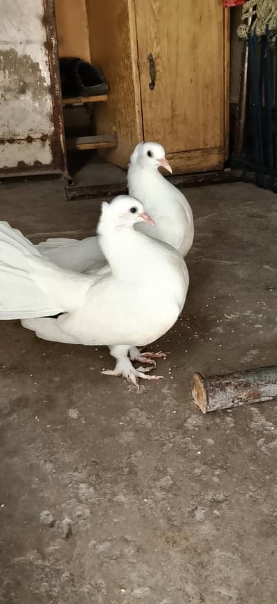 high quality lucky pigeon koi Banda ly ga to duai Dy ga lia level k h