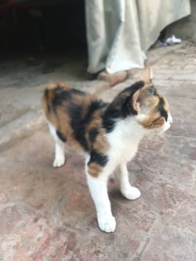 Female cat calico