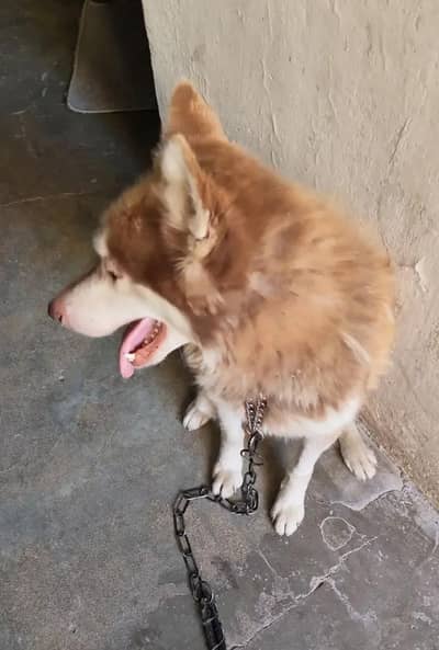Husky female