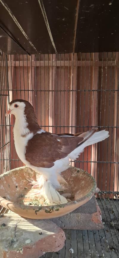 Lahori Sharazi Male