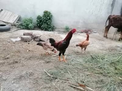 Aseel murgha for sell