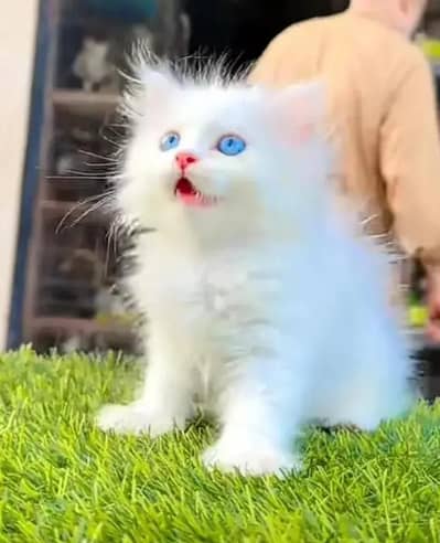 (Persian female kitten) (for sale all) (Pakistan delivery available)
