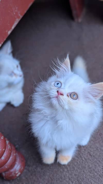 Persian Kitten Female