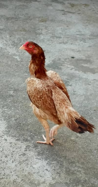full sel murgi arjent sal
