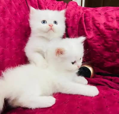 (Persian female kitten) (for sale all) (Pakistan delivery available)