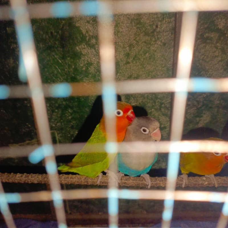 breeder 1