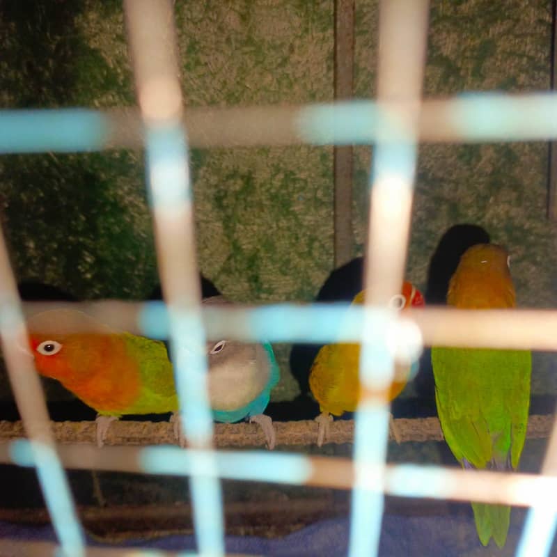 breeder 4