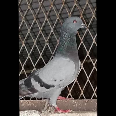 Pigeon for sale full active healthy price is negotiable