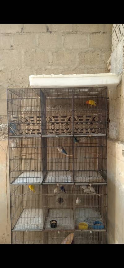12 portion big sized cage pijra pinjara