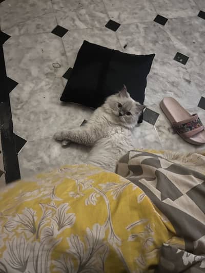 Persian Triple Coated Cats
