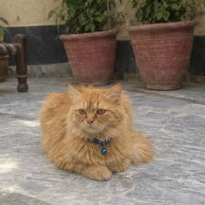 Beautiful Fluffy Ginger Kitten for Sale | Healthy & Active Baby.