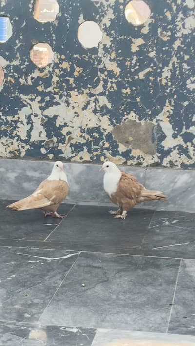 Karbalai Pigeon Top Quality 0/3/0/3/7/3/6/5/5/6/6