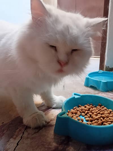 female cat