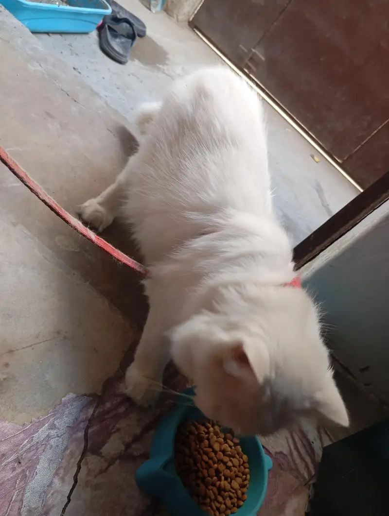 female cat — photo 2