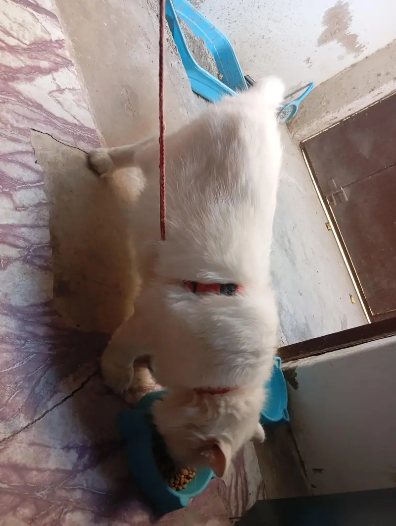 female cat — photo 3