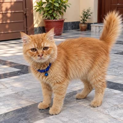 Beautiful Fluffy Ginger Kitten for Sale | Healthy & Active Baby.